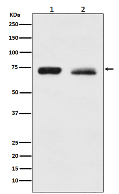 NF2兔多抗,NF2 Rabbit Polyclonal Antibody