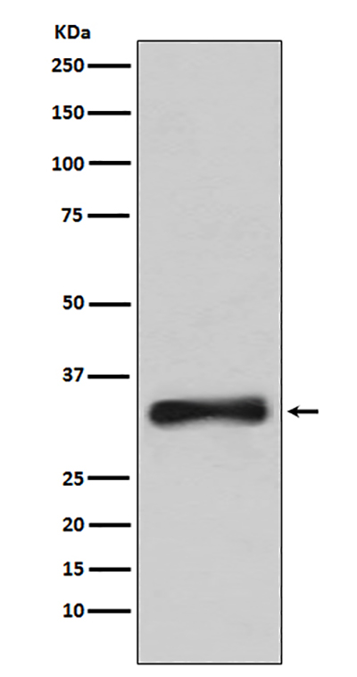 Emerin兔多抗,Emerin Rabbit Polyclonal Antibody