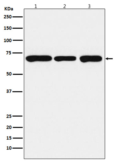 PCK2兔多抗,PCK2 Rabbit Polyclonal Antibody