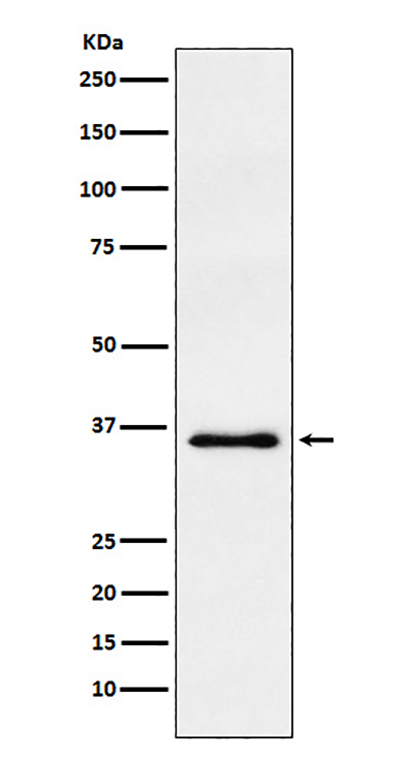 WDR5兔多抗,WDR5 Rabbit Polyclonal Antibody