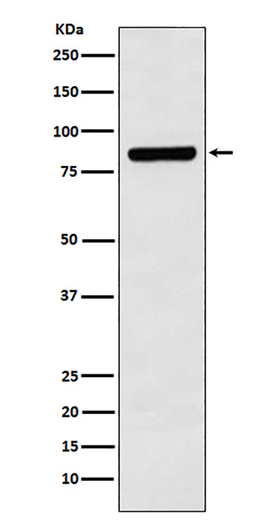 Cullin 3兔多抗,Cullin 3 Rabbit Polyclonal Antibody