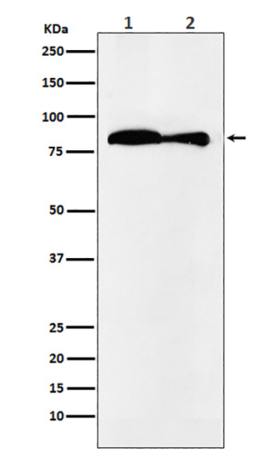 VPS35兔多抗,VPS35 Rabbit Polyclonal Antibody