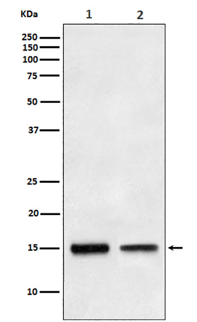 TGF alpha兔多抗,TGF alpha Rabbit Polyclonal Antibody