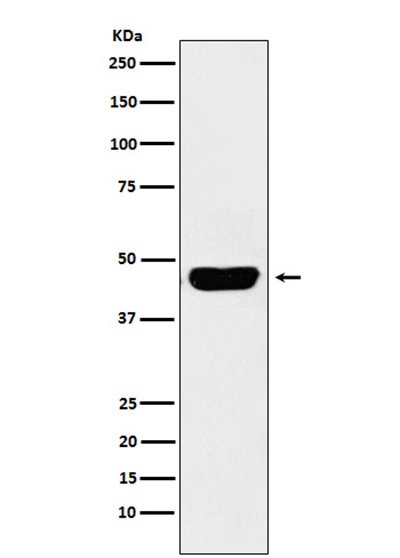 CD134/OX40L Recepter兔多抗,CD134/OX40L Recepter Rabbit Polyclonal Antibody