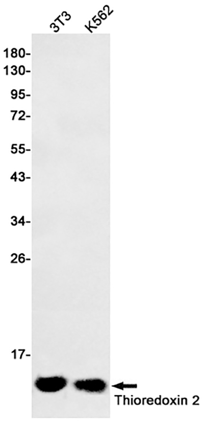 Thioredoxin 2兔多抗,Thioredoxin 2 Rabbit Polyclonal Antibody