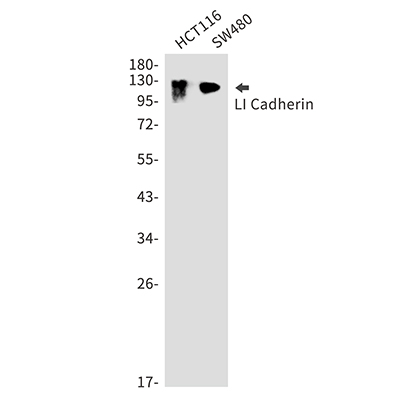 LI Cadherin兔多抗,LI Cadherin Rabbit Polyclonal Antibody