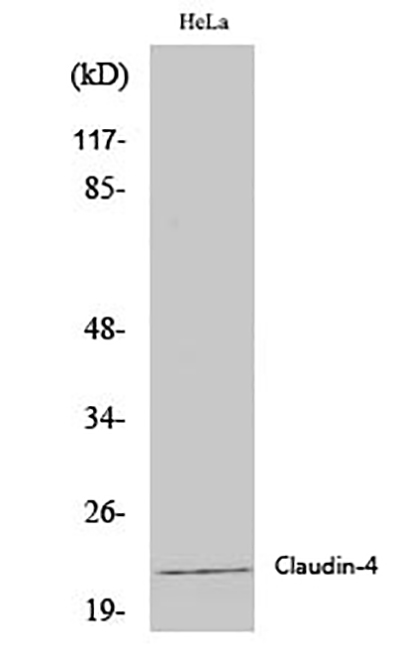 Claudin 4兔多抗,Claudin 4 Rabbit Polyclonal Antibody