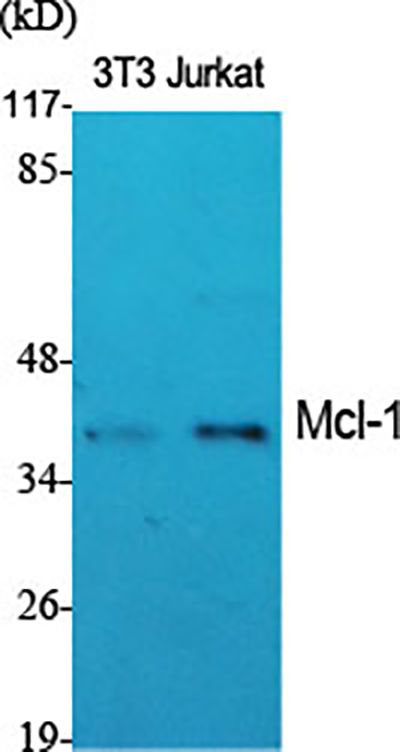 MCL1兔多抗,MCL1 Rabbit Polyclonal Antibody