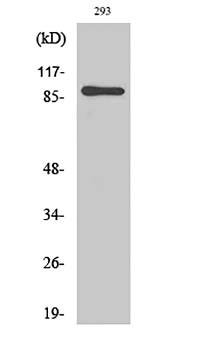 MSK1兔多抗,MSK1 Rabbit Polyclonal Antibody