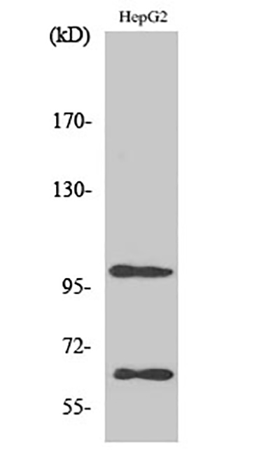 SIRP alpha兔多抗,SIRP alpha Rabbit Polyclonal Antibody