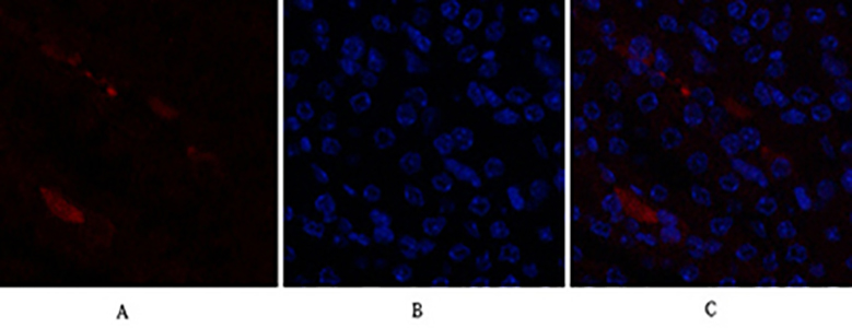 p21兔多抗,p21 Rabbit Polyclonal Antibody