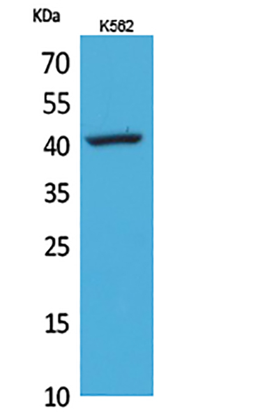 CD62L兔多抗,CD62L Rabbit Polyclonal Antibody