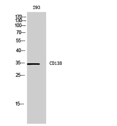 Syndecan 1兔多抗,Syndecan 1 Rabbit Polyclonal Antibody