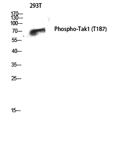 Phospho-TAK1 (Thr187)兔多抗,Phospho-TAK1 (Thr187) Rabbit Polyclonal Antibody