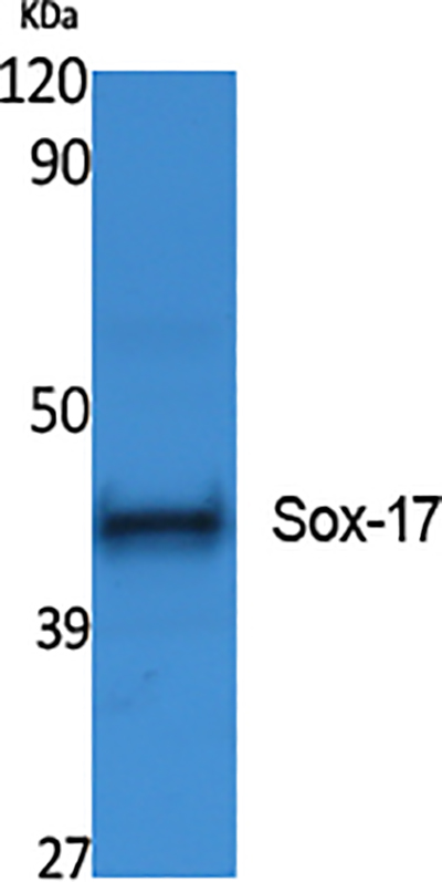 SOX17兔多抗,SOX17 Rabbit Polyclonal Antibody