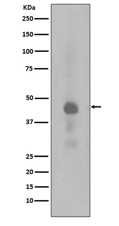 Phospho-CREB (Ser133)兔多抗,Phospho-CREB (Ser133) Rabbit Polyclonal Antibody