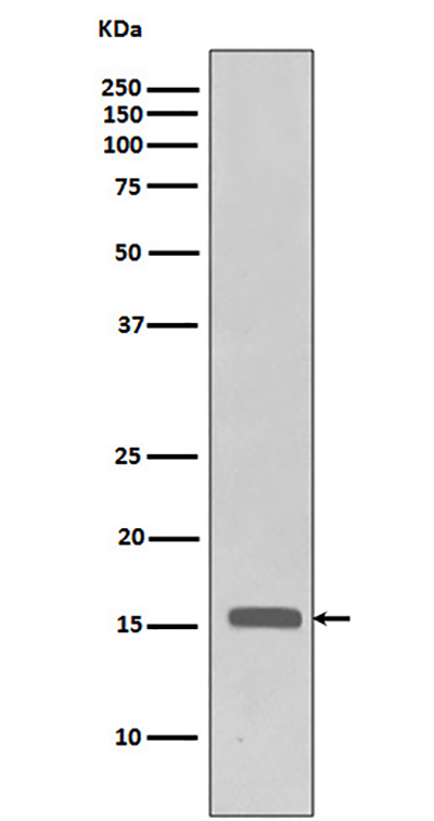 Phospho-Histone H3 (Thr3)兔多抗,Phospho-Histone H3 (Thr3) Rabbit Polyclonal Antibody