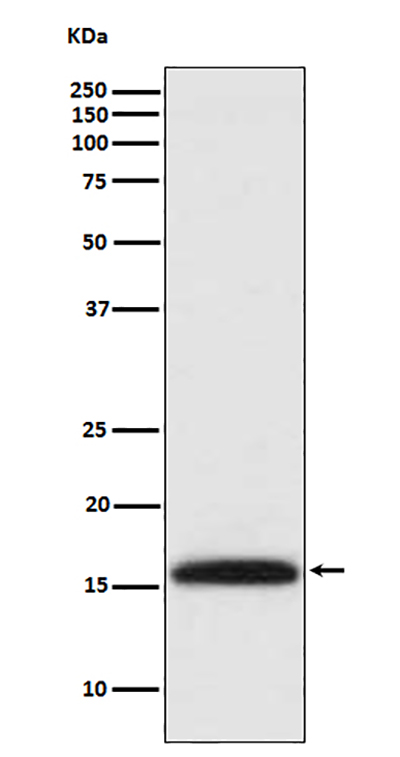 DiMethyl-Histone H3 (Lys4)兔多抗,DiMethyl-Histone H3 (Lys4) Rabbit Polyclonal Antibody