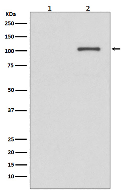 Phospho-IRE1 (Ser724)兔多抗,Phospho-IRE1 (Ser724) Rabbit Polyclonal Antibody