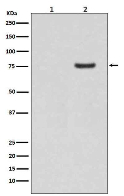 Phospho-Synapsin I (Ser9)兔多抗,Phospho-Synapsin I (Ser9) Rabbit Polyclonal Antibody