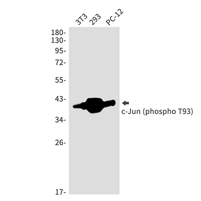 Phospho-c-Jun (Thr93)兔多抗,Phospho-c-Jun (Thr93) Rabbit Polyclonal Antibody