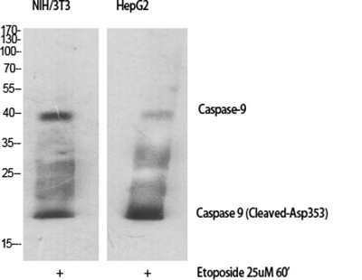 Cleaved-Caspase 9兔多抗,Cleaved-Caspase 9 Rabbit Polyclonal Antibody