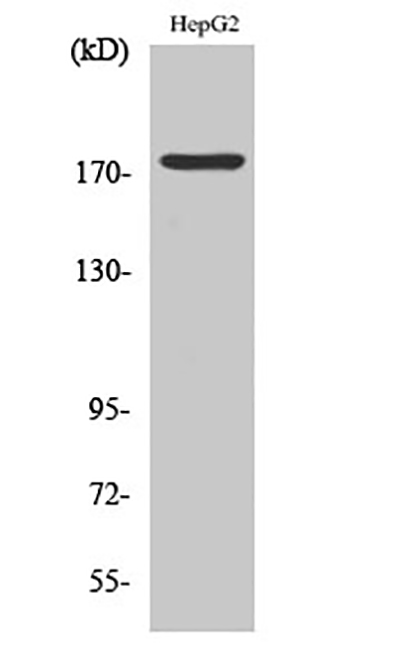 Phospho-EGFR (Tyr1092)兔多抗,Phospho-EGFR (Tyr1092) Rabbit Polyclonal Antibody