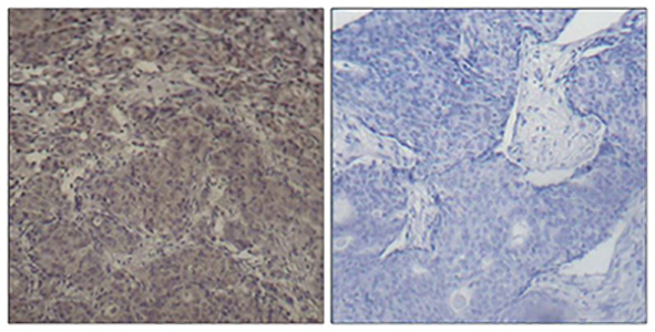 Phospho-CREB (Ser142)兔多抗,Phospho-CREB (Ser142) Rabbit Polyclonal Antibody