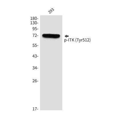 Phospho-ITK (Tyr512)兔多抗,Phospho-ITK (Tyr512) Rabbit Polyclonal Antibody