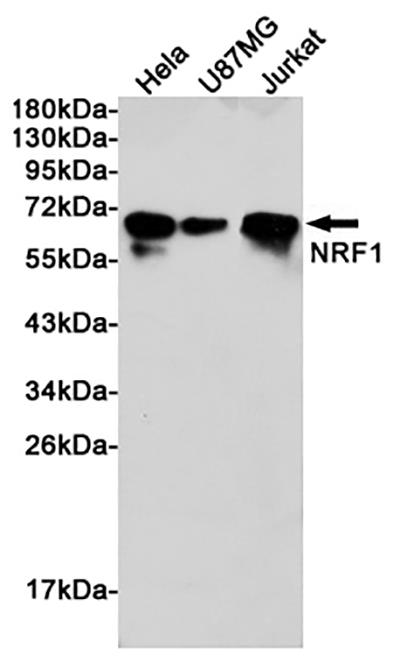 Nrf1兔多抗,Nrf1 Rabbit Polyclonal Antibody