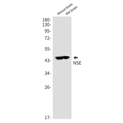 NSE兔多抗,NSE Rabbit Polyclonal Antibody