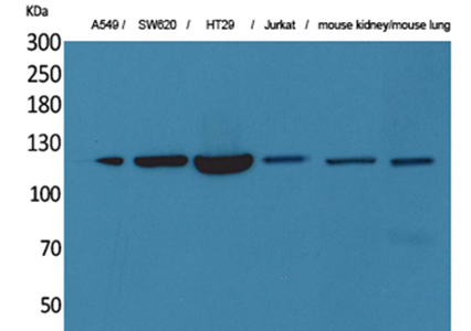 CD133兔多抗,CD133 Rabbit Polyclonal Antibody