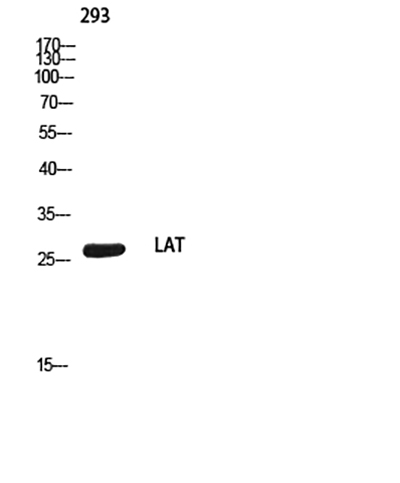 LAT兔多抗,LAT Rabbit Polyclonal Antibody
