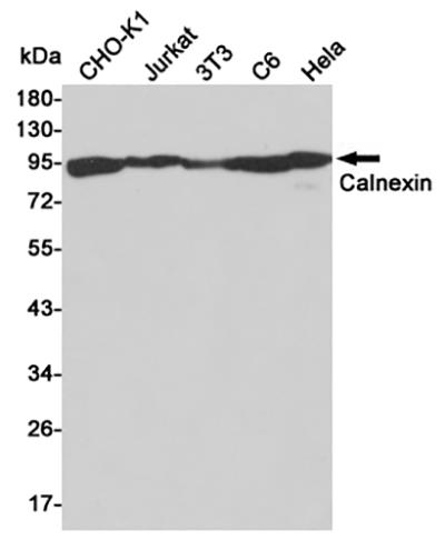 Calnexin兔多抗,Calnexin Rabbit Polyclonal Antibody
