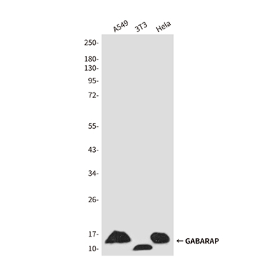 GABARAP兔多抗,GABARAP Rabbit Polyclonal Antibody
