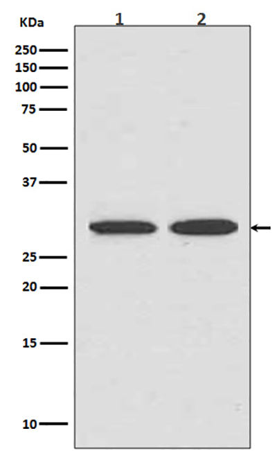 VDAC1兔多抗,VDAC1 Rabbit Polyclonal Antibody