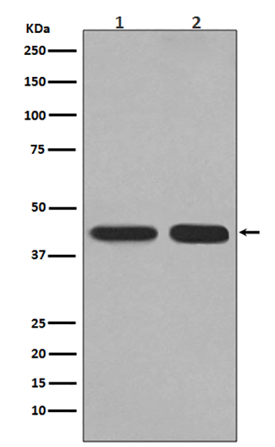 PGK1兔多抗,PGK1 Rabbit Polyclonal Antibody