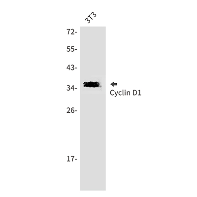Cyclin D1兔多抗,Cyclin D1 Rabbit Polyclonal Antibody