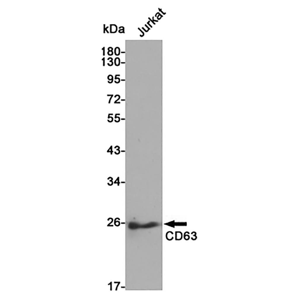 CD63兔多抗,CD63 Rabbit Polyclonal Antibody