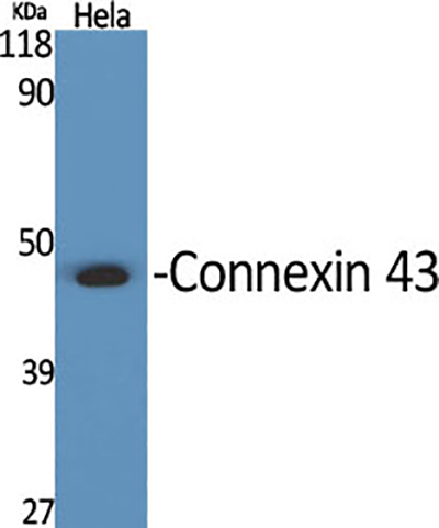 Connexin 43兔多抗,Connexin 43 Rabbit Polyclonal Antibody