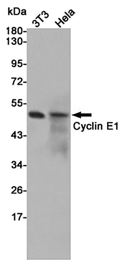 Cyclin E1兔多抗,Cyclin E1 Rabbit Polyclonal Antibody