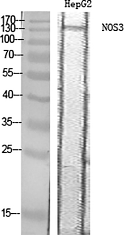 eNOS兔多抗,eNOS Rabbit Polyclonal Antibody