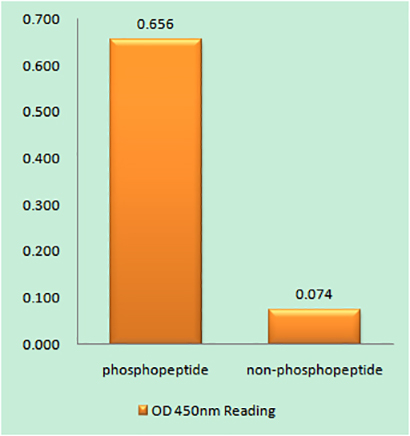 ATF-1 (phospho Ser63)兔多抗,ATF-1 (phospho Ser63) Rabbit Polyclonal Antibody