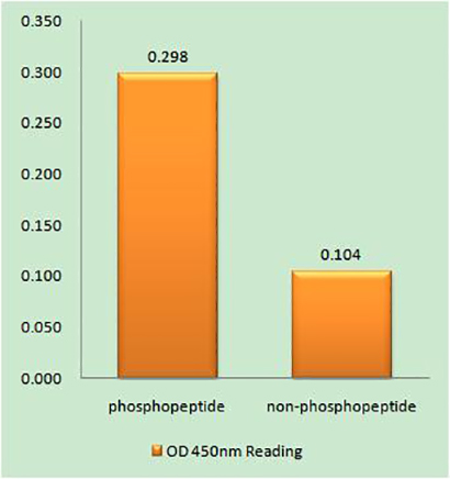 ATF-2 (phospho Ser472)兔多抗,ATF-2 (phospho Ser472) Rabbit Polyclonal Antibody