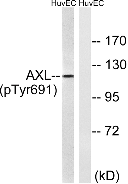Axl (phospho Tyr691)兔多抗,Axl (phospho Tyr691) Rabbit Polyclonal Antibody