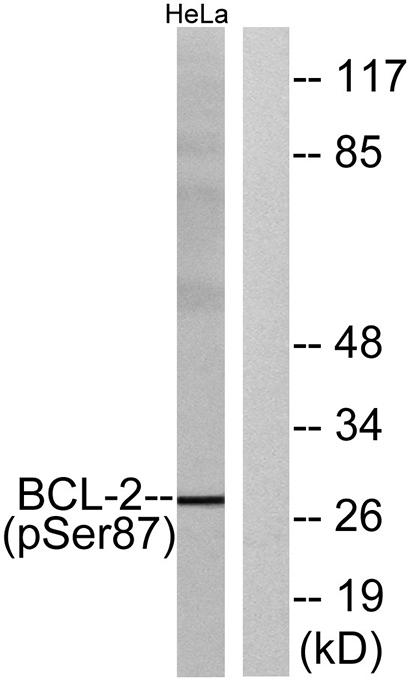 Bcl-2 (phospho Ser87)兔多抗,Bcl-2 (phospho Ser87) Rabbit Polyclonal Antibody