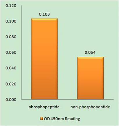 Bcl-x (phospho Thr115)兔多抗,Bcl-x (phospho Thr115) Rabbit Polyclonal Antibody