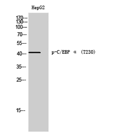 C/EBP α (phospho Thr230)兔多抗,C/EBP α (phospho Thr230) Rabbit Polyclonal Antibody