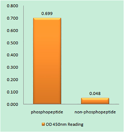 Caspase-9 (phospho Ser196)兔多抗,Caspase-9 (phospho Ser196) Rabbit Polyclonal Antibody