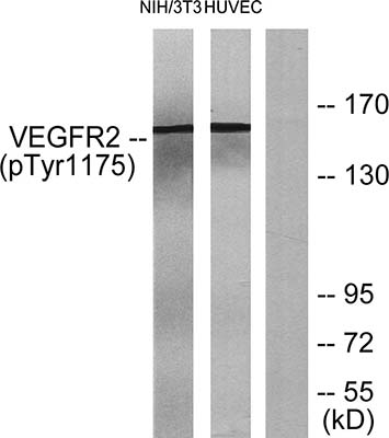 Flk-1 (phospho Tyr1175)兔多抗,Flk-1 (phospho Tyr1175) Rabbit Polyclonal Antibody